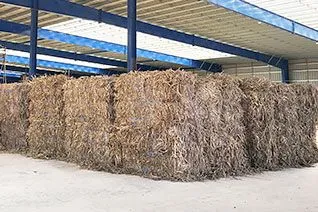 Sugarcane Leaves