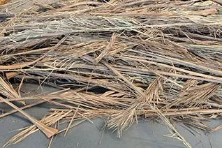 Palm Leaves
