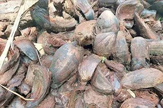 Coconut Husks