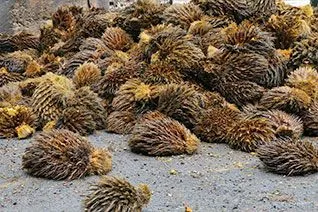 Empty Fruit Bunch (EFB)